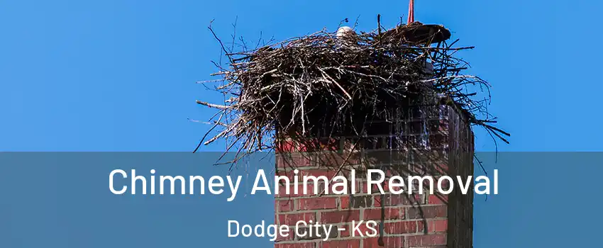  Chimney Animal Removal Dodge City - KS