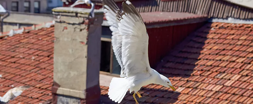 Residential Chimney Animal Removal Solution in Dodge City, KS