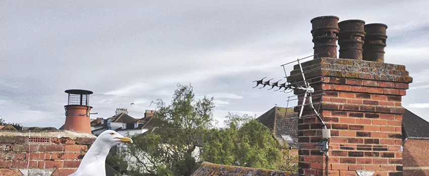 Chimney Cleaning And Restoration in Dodge City, Kansas